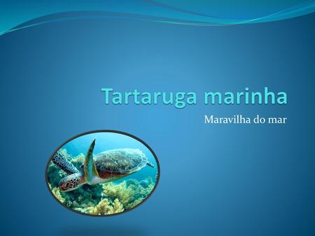 Tartaruga marinha Maravilha do mar.