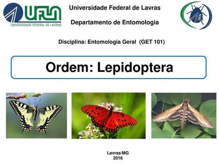 Ordem: Lepidoptera Universidade Federal de Lavras