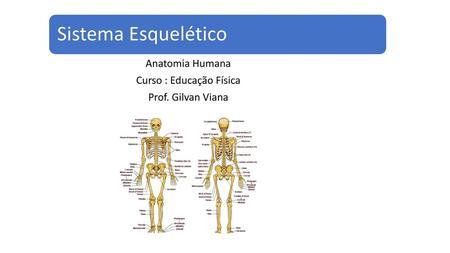 Anatomia Humana Curso : Educação Física Prof. Gilvan Viana