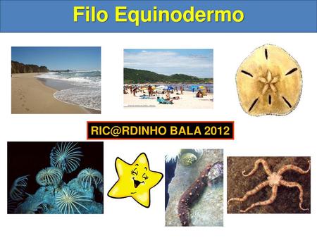 Filo Equinodermo RIC@RDINHO BALA 2012.