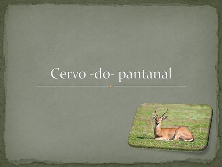 Cervo -do- pantanal.