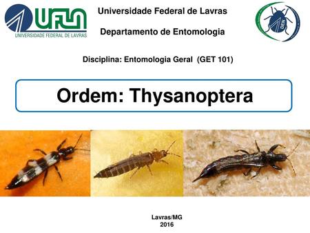 Ordem: Thysanoptera Universidade Federal de Lavras
