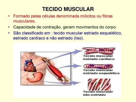 TECIDO MUSCULAR Formado pelas células denominada miócitos ou fibras musculares. Capacidade de contração, geram movimentos do corpo. São classificado em.