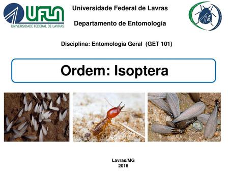 Ordem: Isoptera Universidade Federal de Lavras