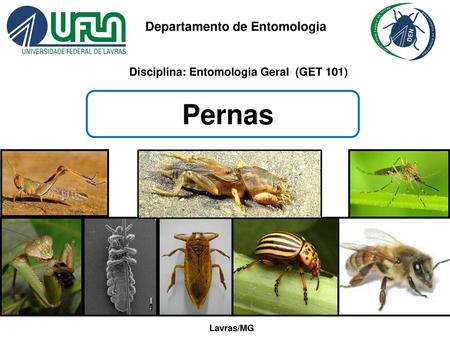 Departamento de Entomologia Disciplina: Entomologia Geral (GET 101)