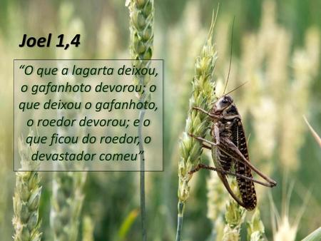Joel 1,4 “O que a lagarta deixou, o gafanhoto devorou; o que deixou o gafanhoto, o roedor devorou; e o que ficou do roedor, o devastador comeu”.