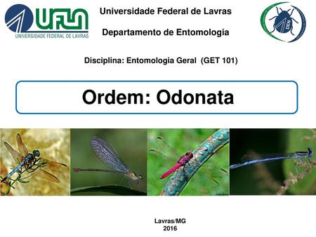 Ordem: Odonata Universidade Federal de Lavras