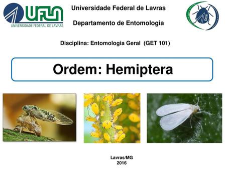Ordem: Hemiptera Universidade Federal de Lavras