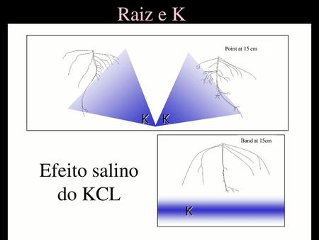 Raiz e K K Efeito salino do KCL.