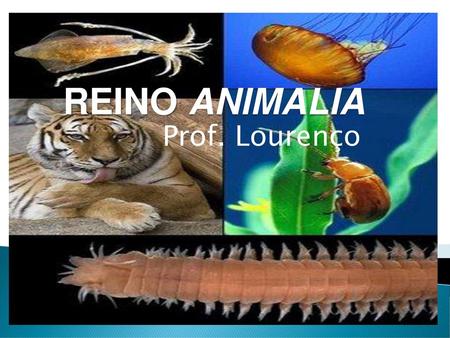 REINO ANIMALIA Prof. Lourenço.