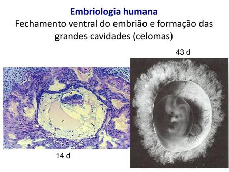 Curvatura no disco embrionário de camundongo
