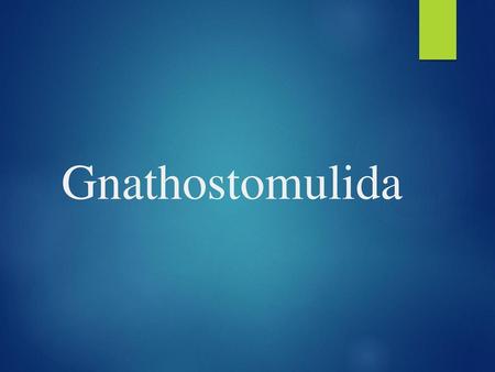 Gnathostomulida.