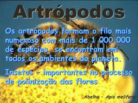 Artrópodos Os artrópodos formam o filo mais numeroso com mais de 1 000 000 de espécies, se encontram em todos os ambientes do planeta. Insetos – importantes.