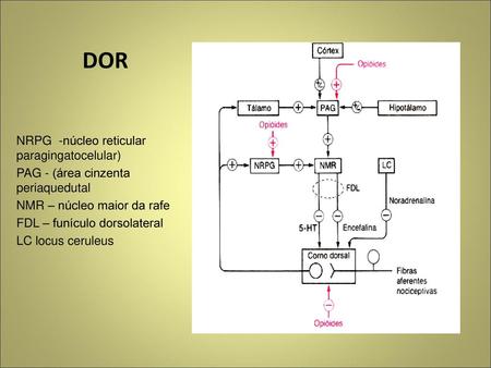 DOR NRPG -núcleo reticular paragingatocelular)