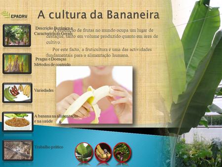 A cultura da Bananeira Descrição Botânica e  Características Gerais