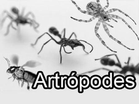 O filo Arthropoda (Artrópodes) é um conjunto muito grande de animais, o maior grupo com espécies descritas. A enorme diversidade de adaptação destes animais.