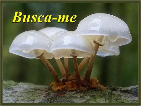 Busca-me.