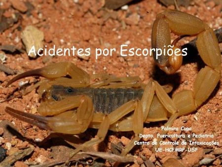 Acidentes por Escorpiões