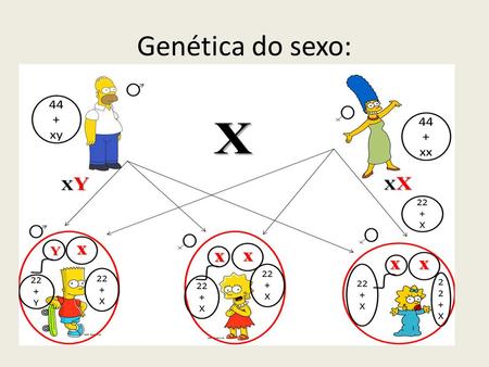 Genética do sexo:.