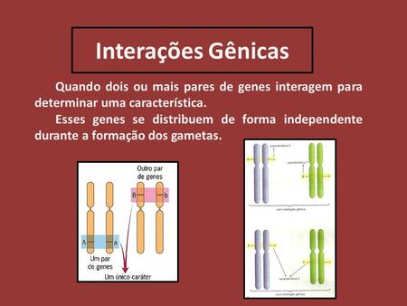 Interações Gênicas Quando dois ou mais pares de genes interagem para determinar uma característica. Esses genes se distribuem de forma independente durante.