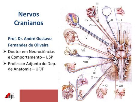 Nervos Cranianos Prof. Dr. André Gustavo Fernandes de Oliveira
