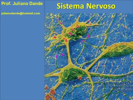 Sistema Nervoso Prof. Juliano Dande julianodande@hotmail.com.