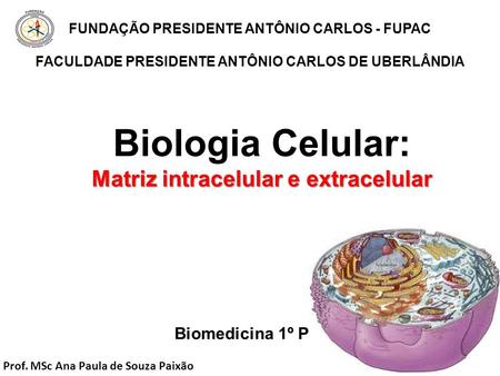 Matriz intracelular e extracelular