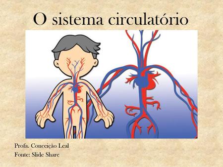 O sistema circulatório Profa. Conceição Leal Fonte: Slide Share