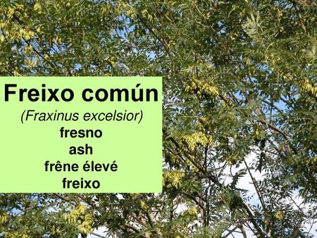 Freixo común (Fraxinus excelsior) fresno ash frêne élevé freixo.