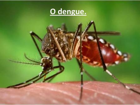 O dengue..