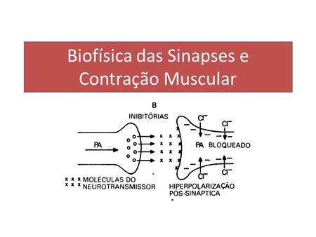 Biofísica das Sinapses e Contração Muscular