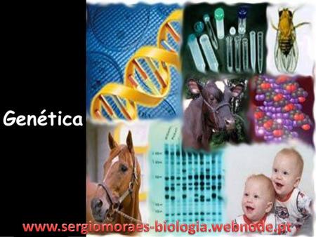 Www.sergiomoraes-biologia.webnode.pt.