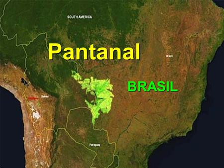Pantanal BRASIL.