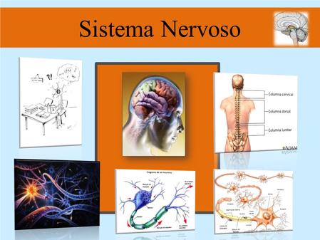 Sistema Nervoso .