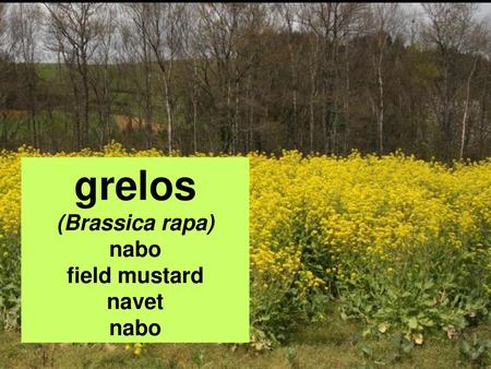 Grelos (Brassica rapa) nabo field mustard navet.