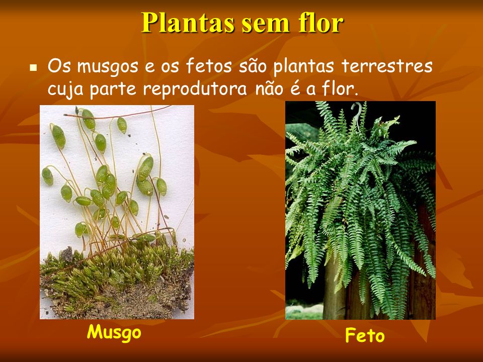 Plantas Sem Flor. - ppt carregar