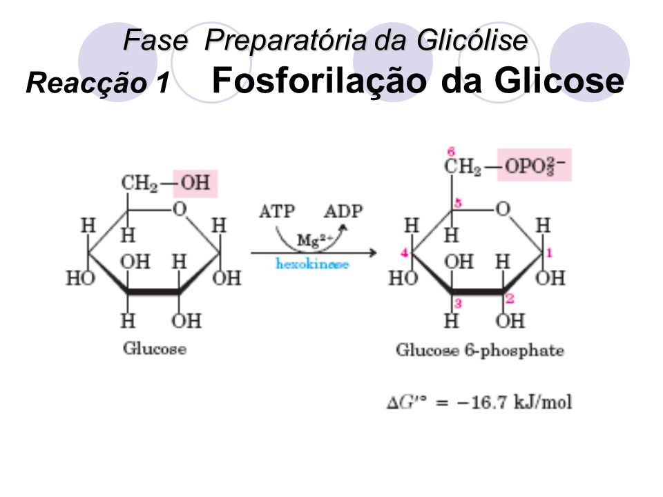 Fase Preparatória da Glicólise Reacção 1 Fosforilação da Glicose