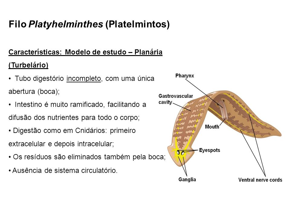 pinworm helminths