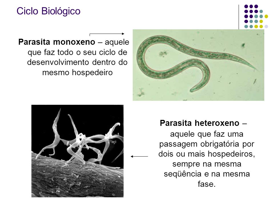 heteroxén parazita)