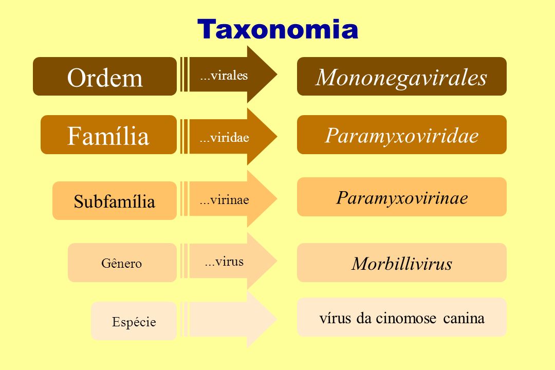 papillomaviridae taxonomia