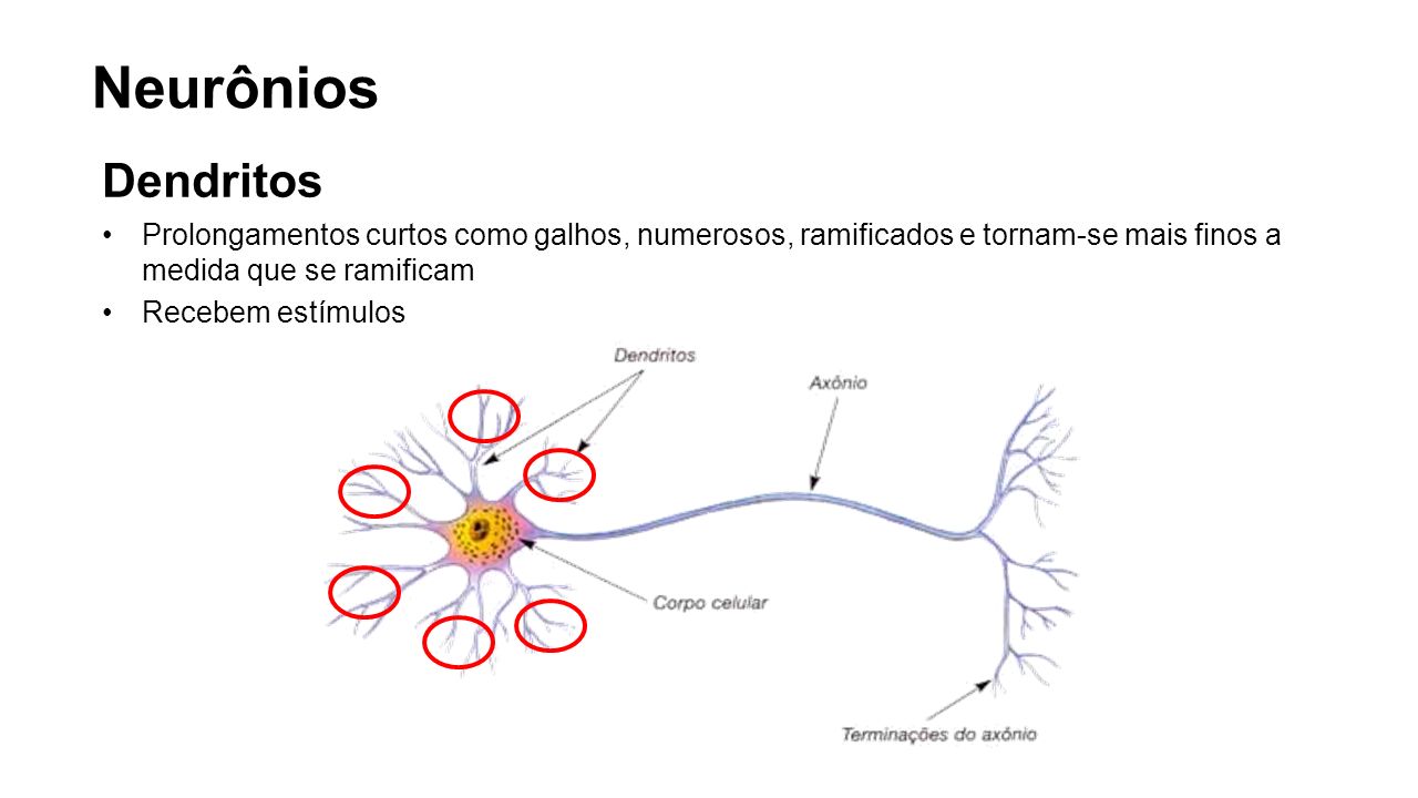 Neurônios Dendritos. Prolongamentos curtos como galhos, numerosos, ramificados e tornam-se mais finos a medida que se ramificam.