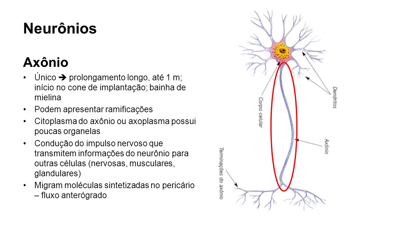 Neurônios Axônio. Único  prolongamento longo, até 1 m; início no cone de implantação; bainha de mielina.