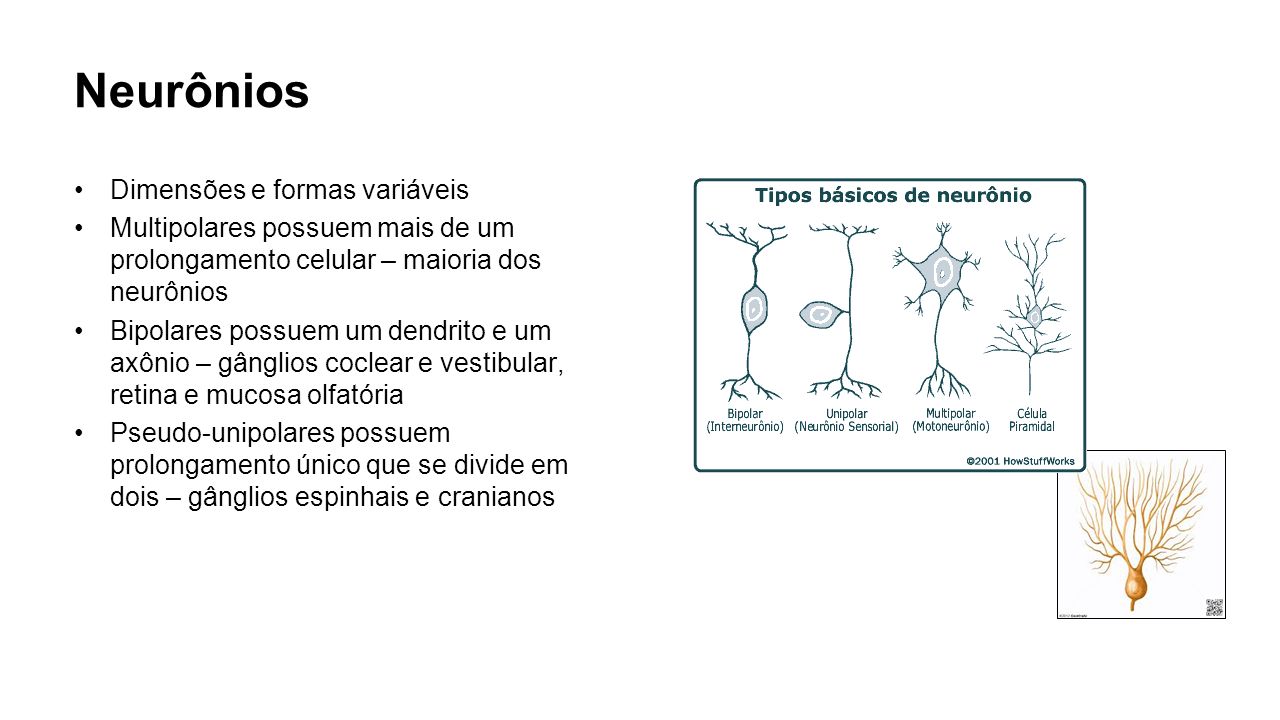 Neurônios Dimensões e formas variáveis