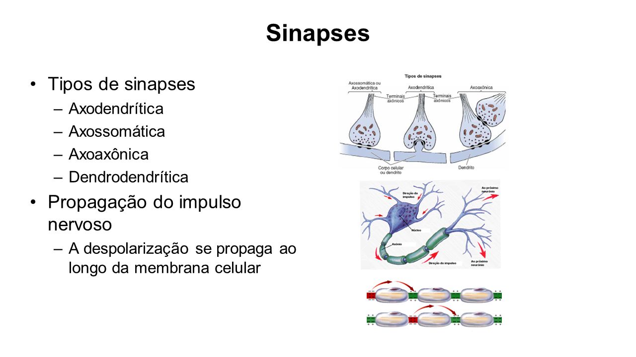 Sinapses Tipos de sinapses Propagação do impulso nervoso Axodendrítica