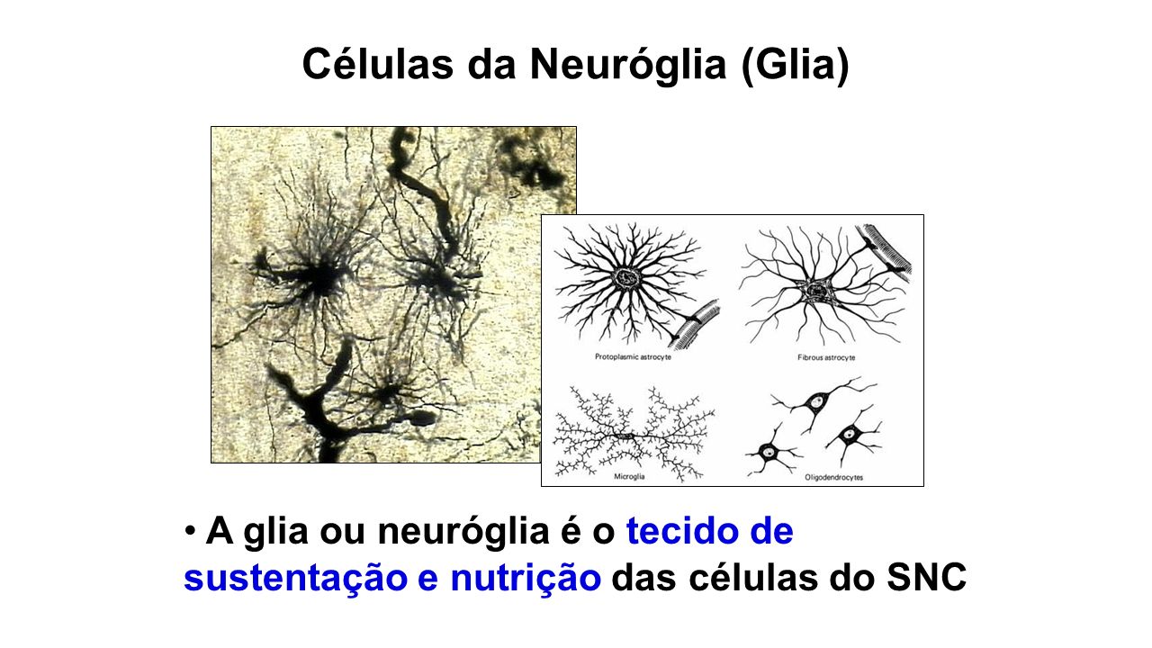Células da Neuróglia (Glia)