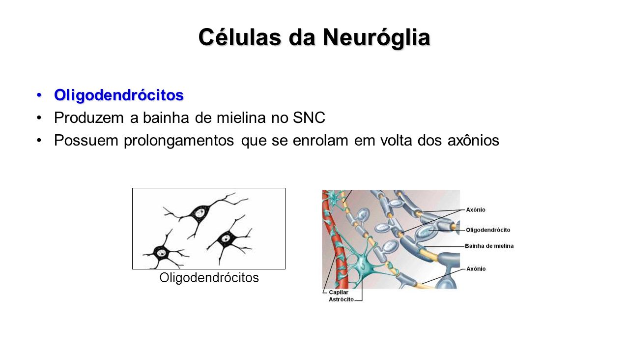 Células da Neuróglia Oligodendrócitos