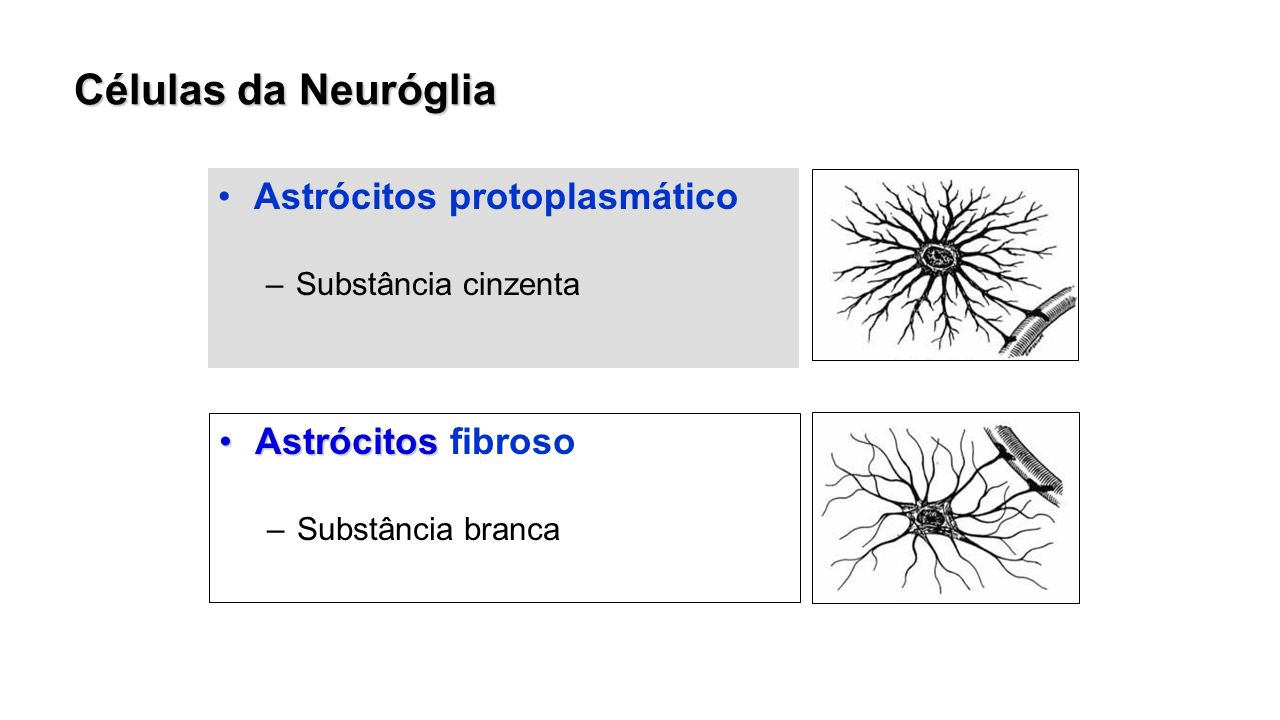 Células da Neuróglia Astrócitos protoplasmático Astrócitos fibroso