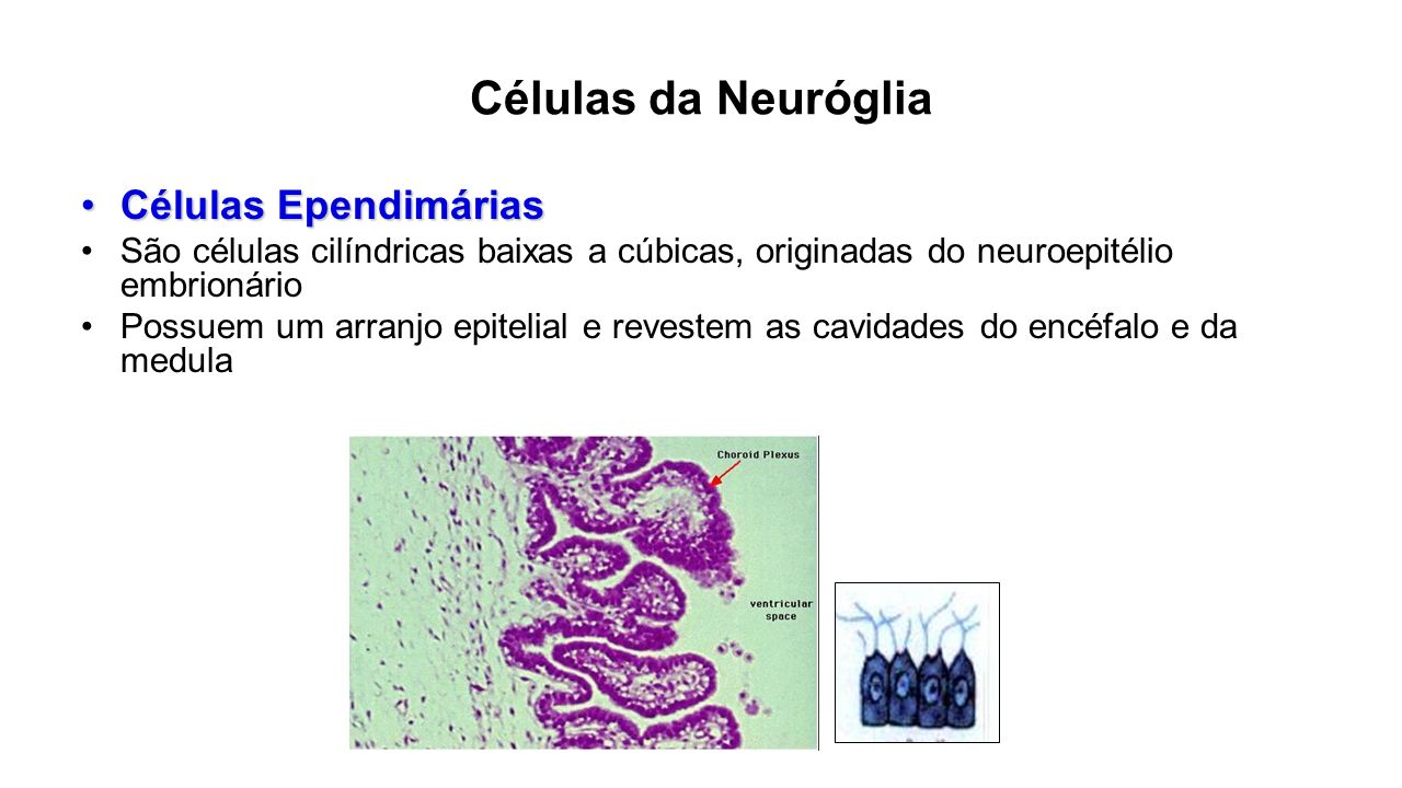 Células da Neuróglia Células Ependimárias