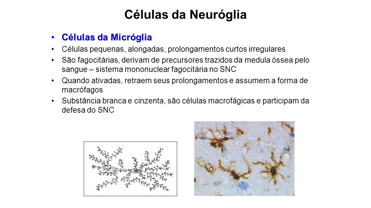 Células da Neuróglia Células da Micróglia