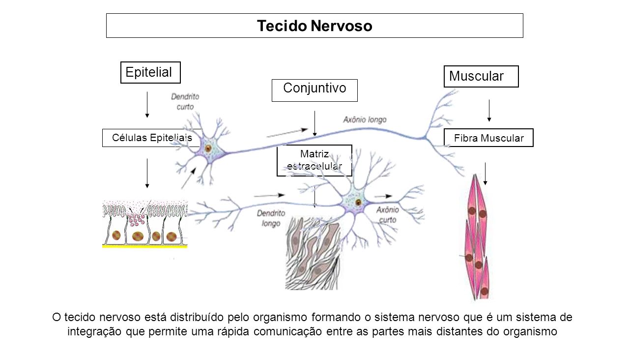 Tecido Nervoso Epitelial Muscular Conjuntivo